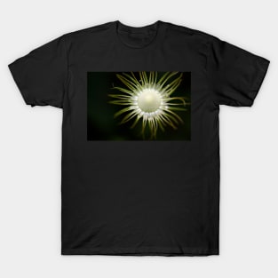 Doronicum seed head T-Shirt